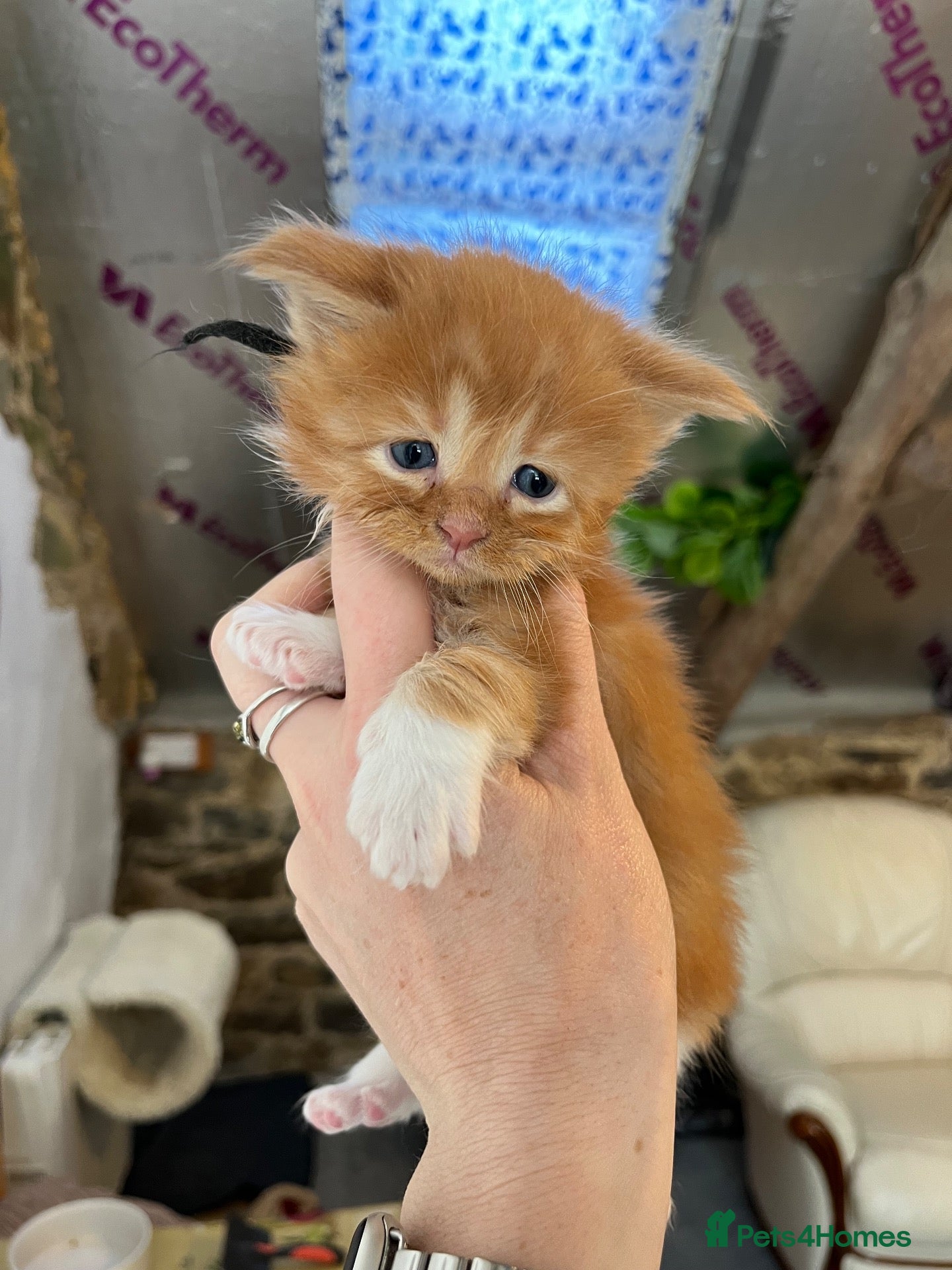 Maine Coon cats Pedigree Maine coon kittens  - Advert 2