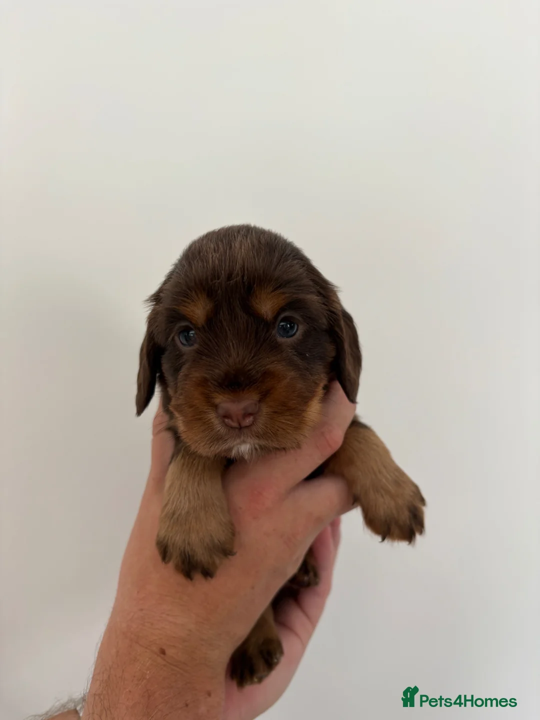 Cocker Spaniel dogs for sale: Adorable cocker spaniels puppy’s  - Advert 2