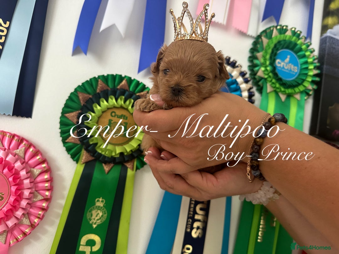 Maltipoo dogs for sale: Tiny Emper-Maltipoo Puppies – Asian teddy dad! - Image 2