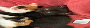 Mixed Breed 1