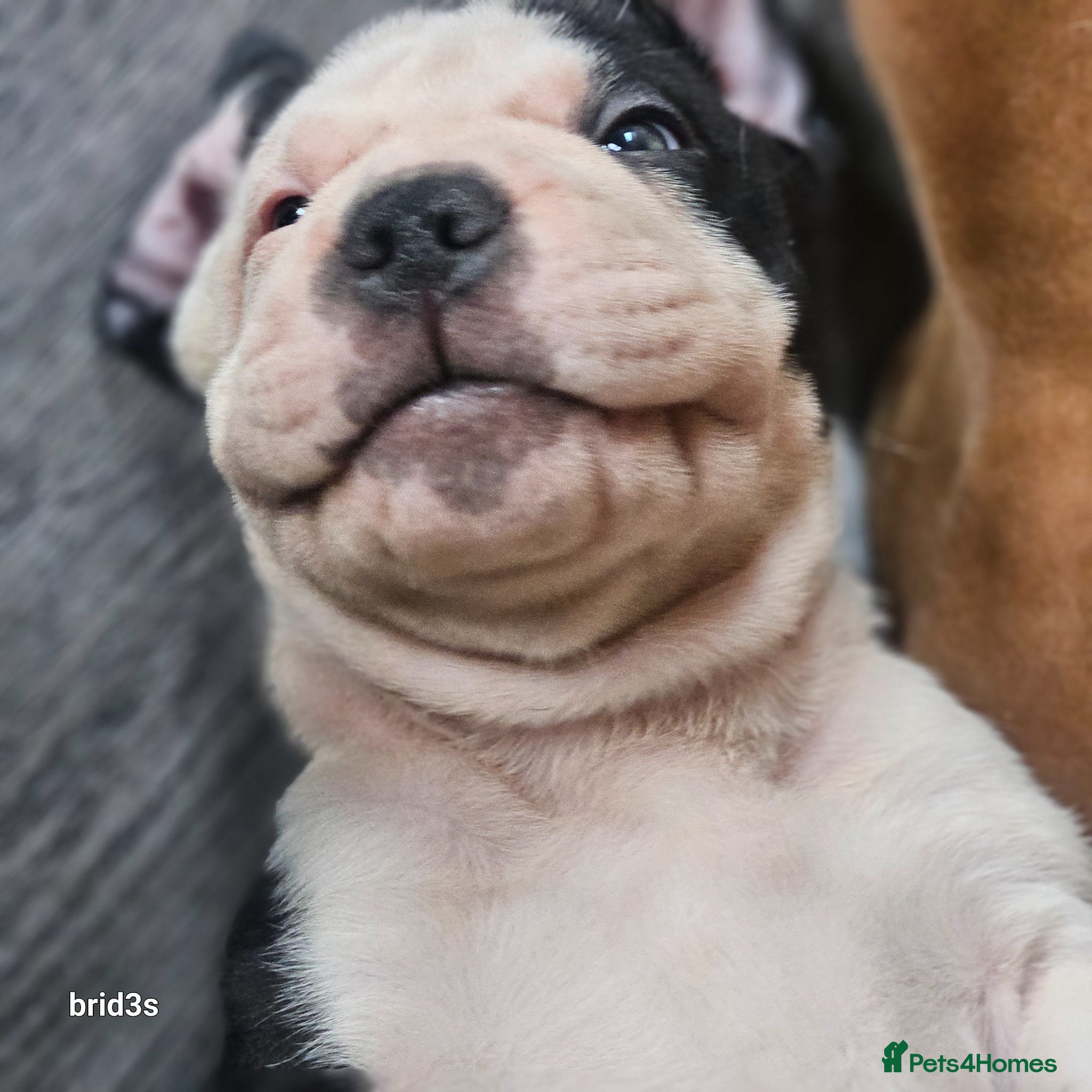 Mixed Breed dogs Sharpei x American bulldog pups - Advert 5