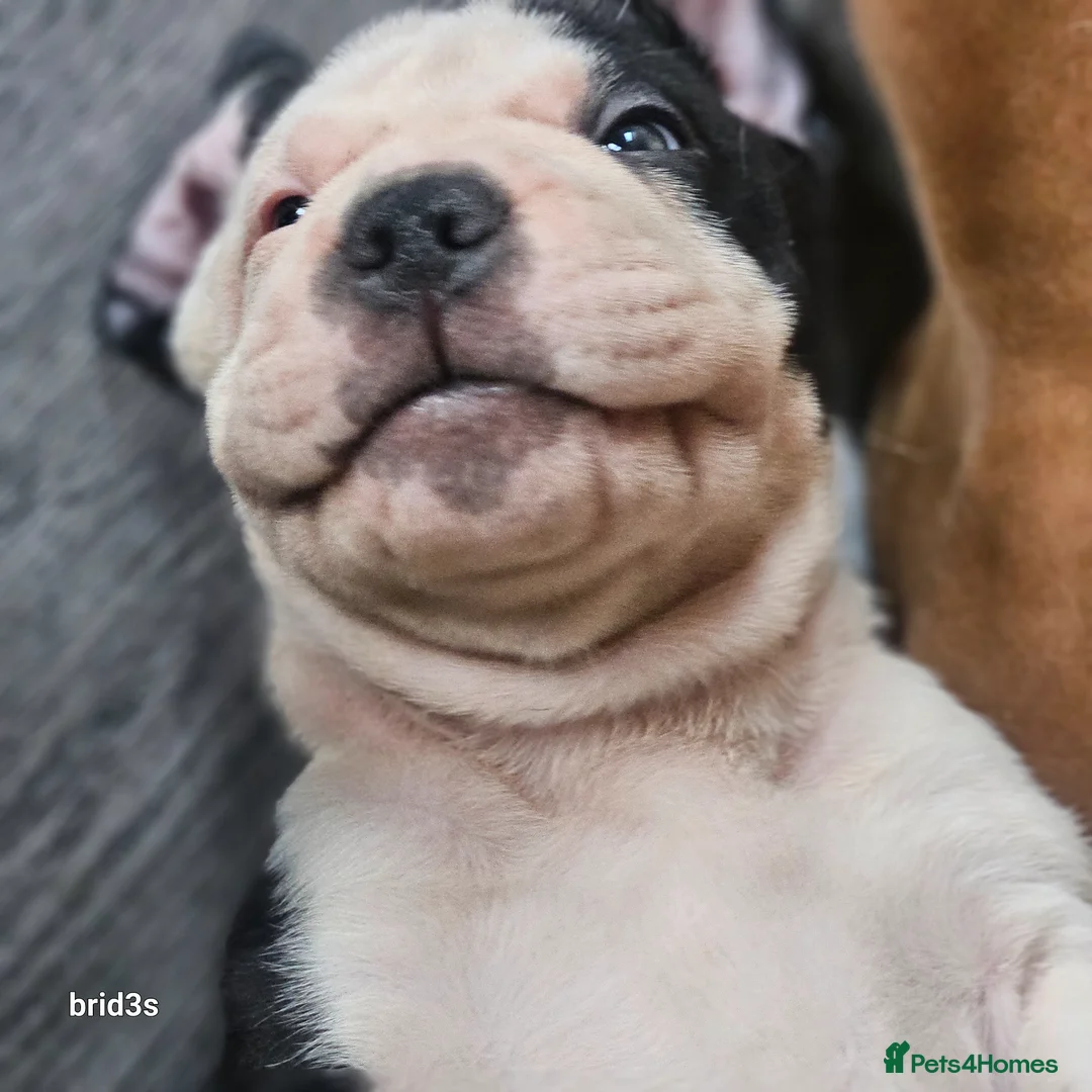 Mixed Breed dogs for sale: Sharpei x American bulldog pups - Advert 1