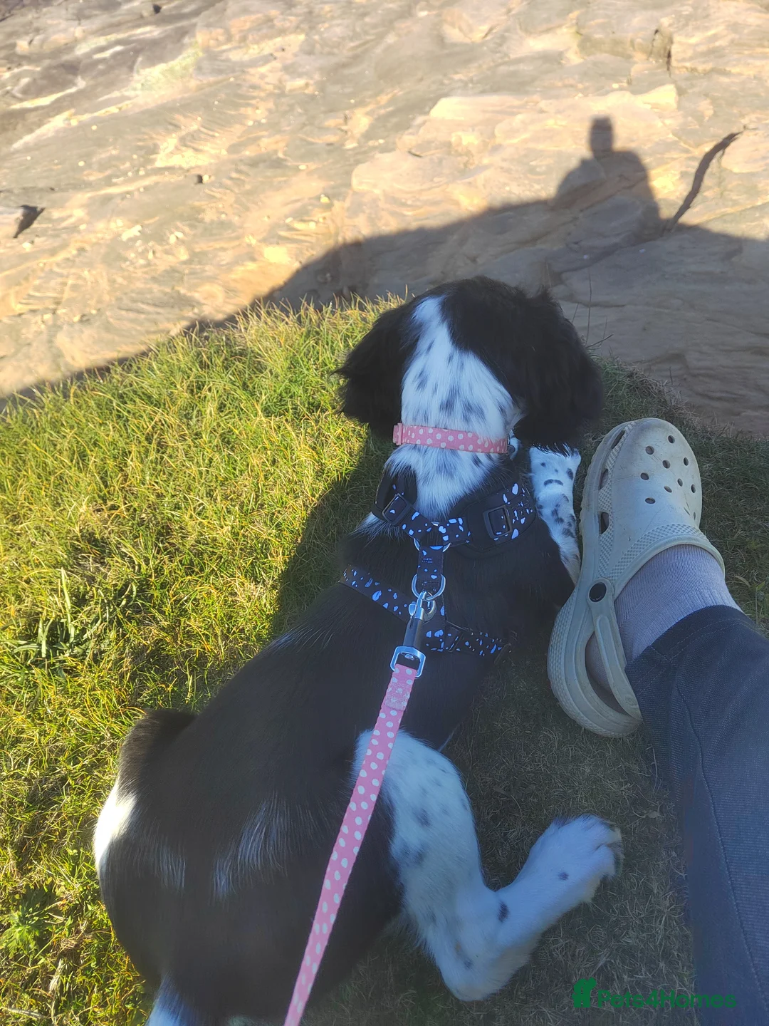 English Springer Spaniel dogs for sale: Springer pup female  in Ashington - Advert 2