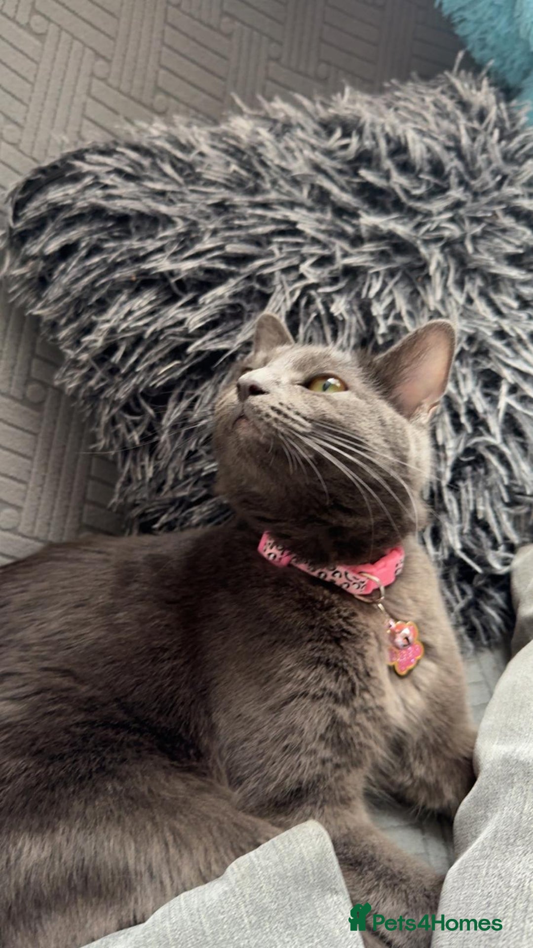 British Shorthair cats for sale: Beautiful litter of five ready for their new homes - Advert 8