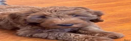 Australian Labradoodle dogs for sale: Australian labradoodles  - Advert 3
