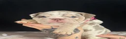 English Bulldog dogs for sale: Beautiful English Bulldog Girls in Wolverhampton - Advert 10
