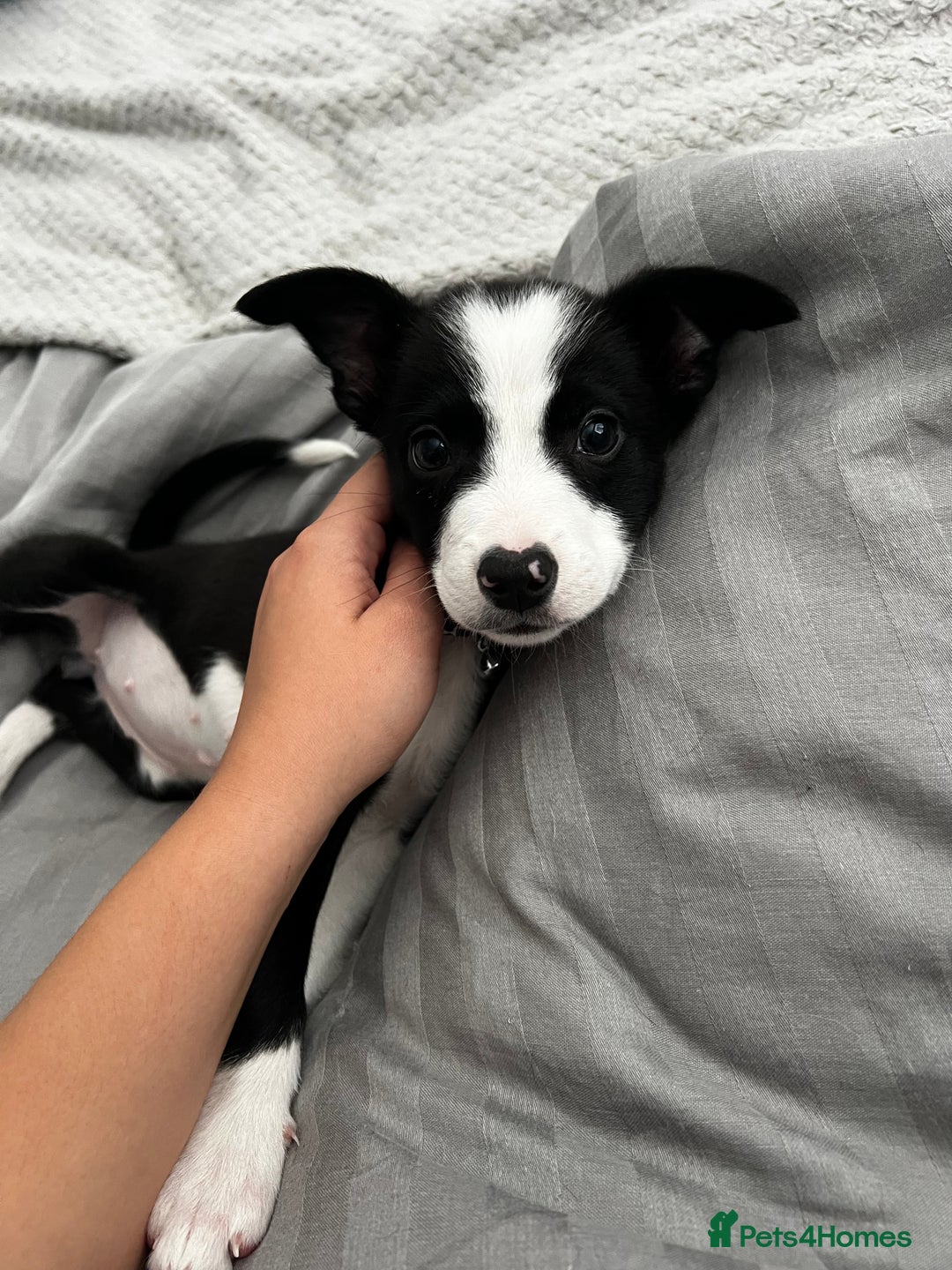 Border Collie dogs for sale: Nugget - 2 year old - Border Collie - Advert 3