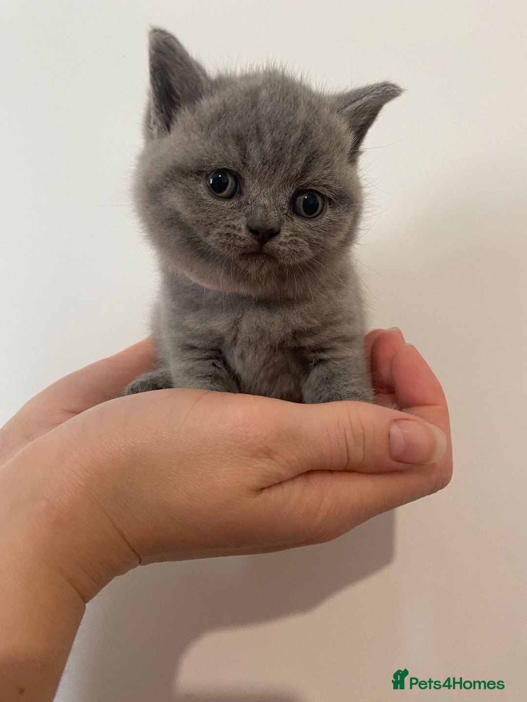 British Shorthair cats for sale: •Blue BSH Kittens – Ready Now . Last kitten left  - Image 17