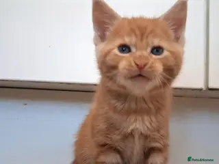 Maine Coon cats 4 maincoon babies - Advert 15