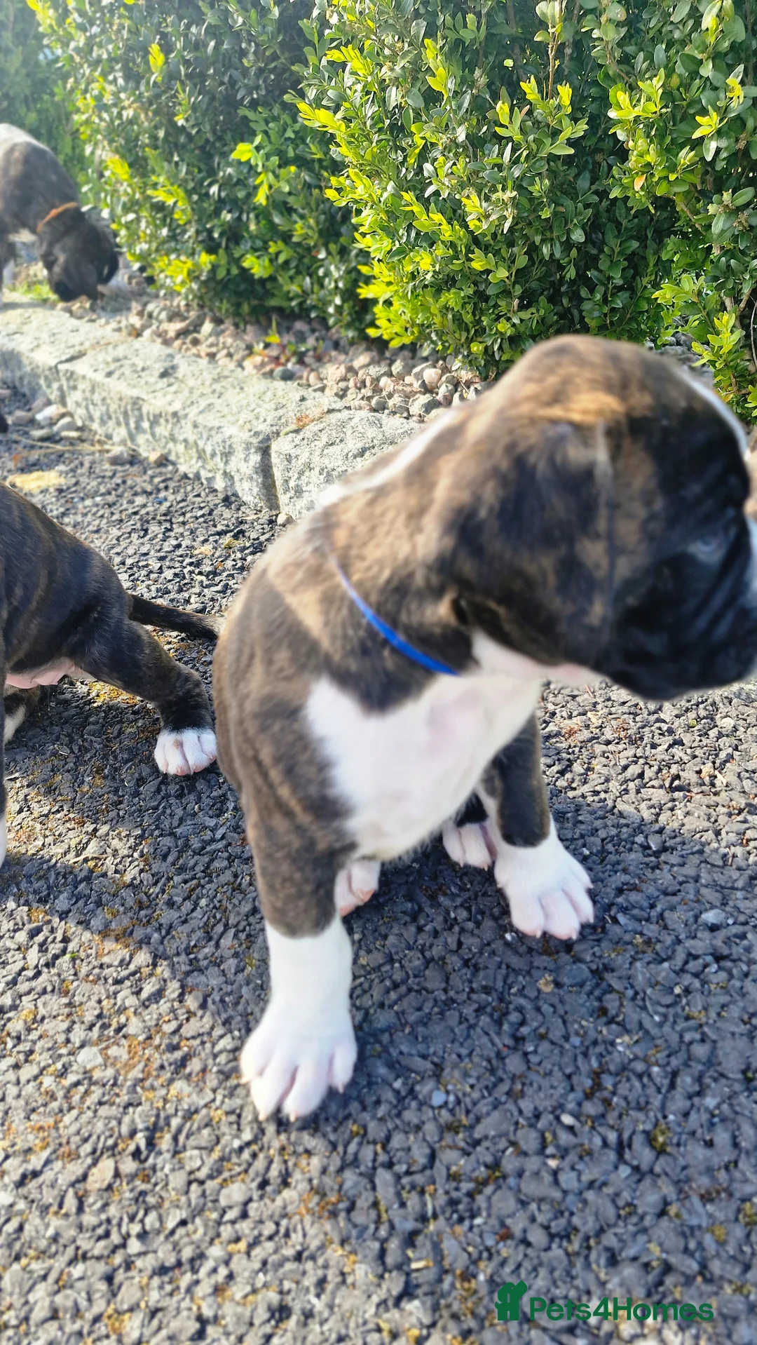 Boxer dogs for sale: Pedigree Boxer pups in Armagh - Advert 17