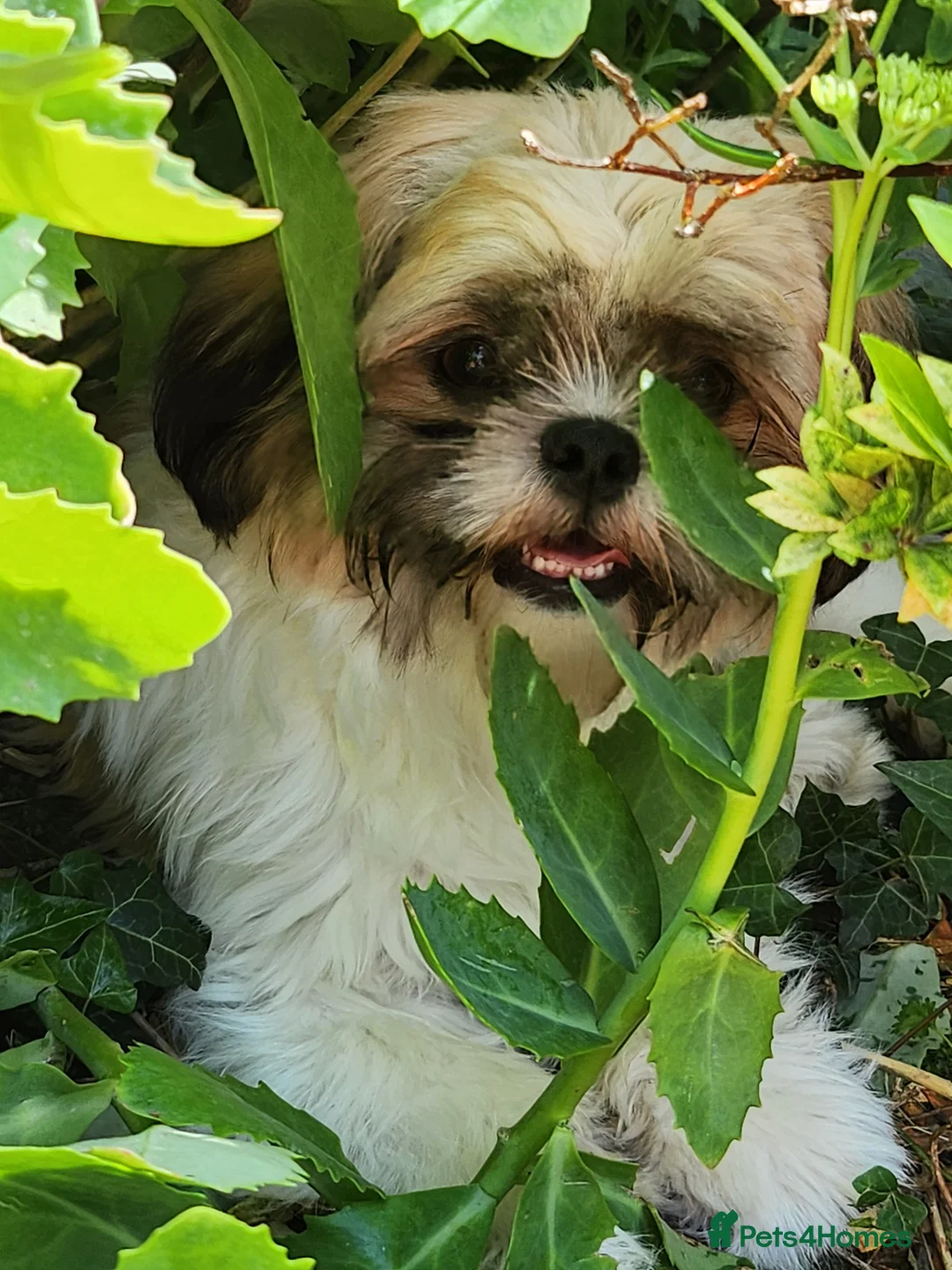Shih Tzu dogs for sale: Female shih tzu puppy  - Advert 2