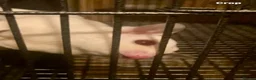 Sugar Glider rodents for sale: Ruby red eye leucistic baby sugar gliders  - Advert 1