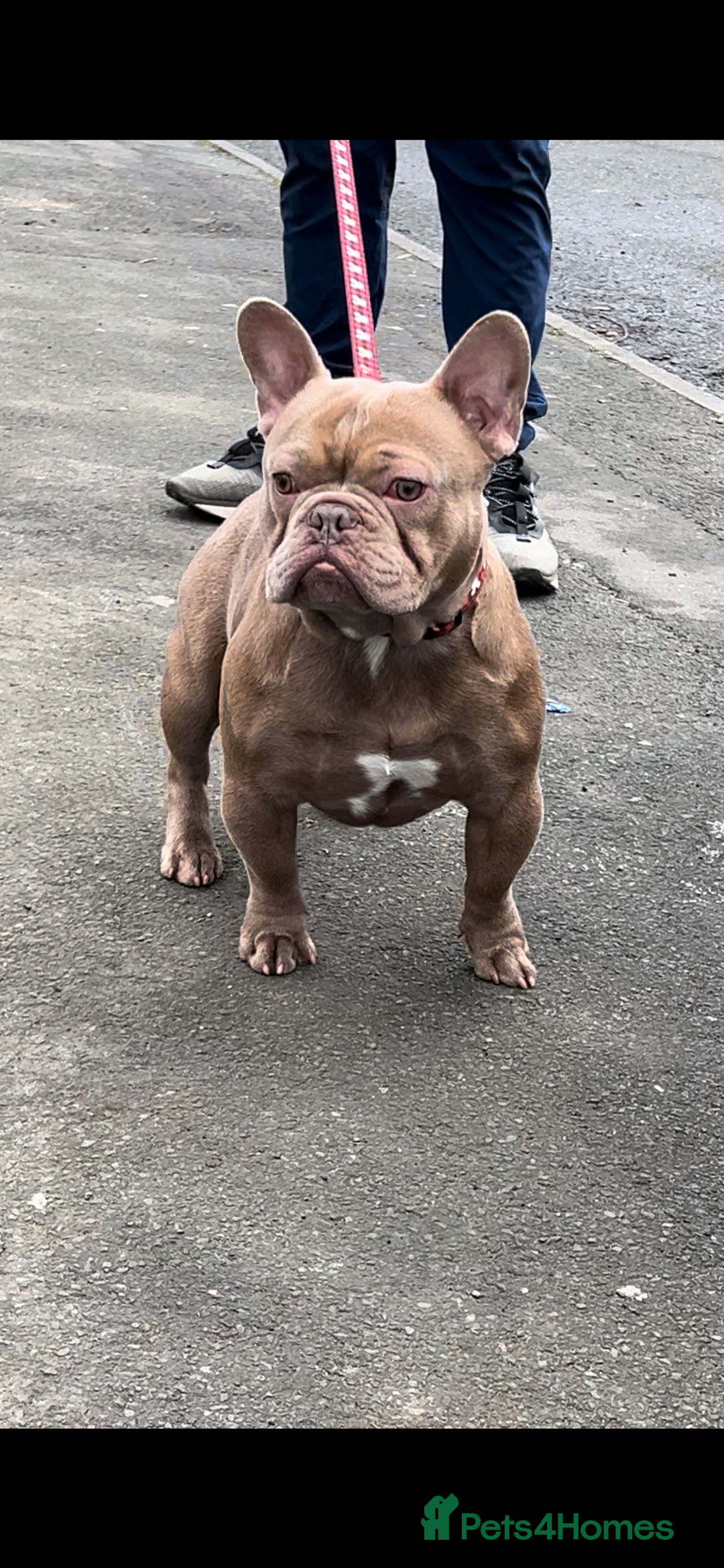 French Bulldog dogs for stud: Proven Kc registered fawn isabella ready for stud in Bradford - Advert 1