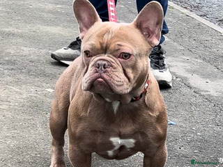 French Bulldog dogs in Bradford - Advert 32
