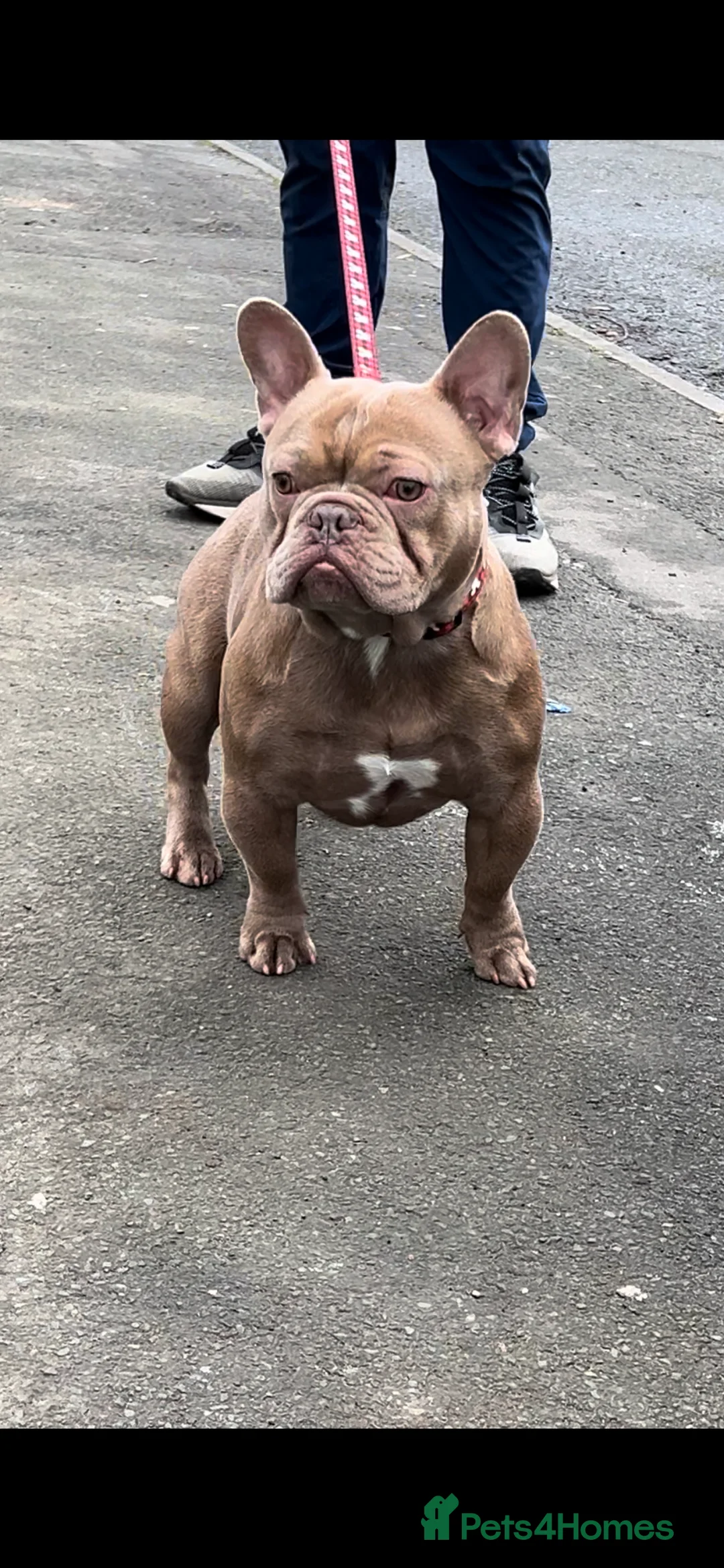 French Bulldog dogs for stud: Proven Kc registered fawn isabella ready for stud in Bradford - Advert 1