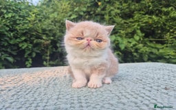 Exotic cats for sale: 🏆Champion sired exotic and Persian kittens 😸 ♥️  - Image 1