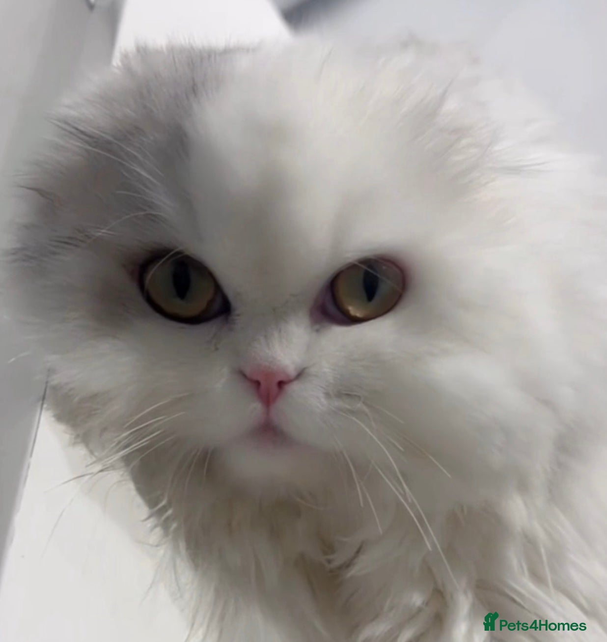 Mixed Breed cats Persian cat  - Advert 6