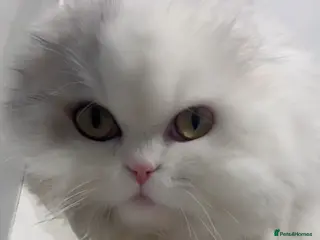 Mixed Breed cats Persian cat - Advert 6