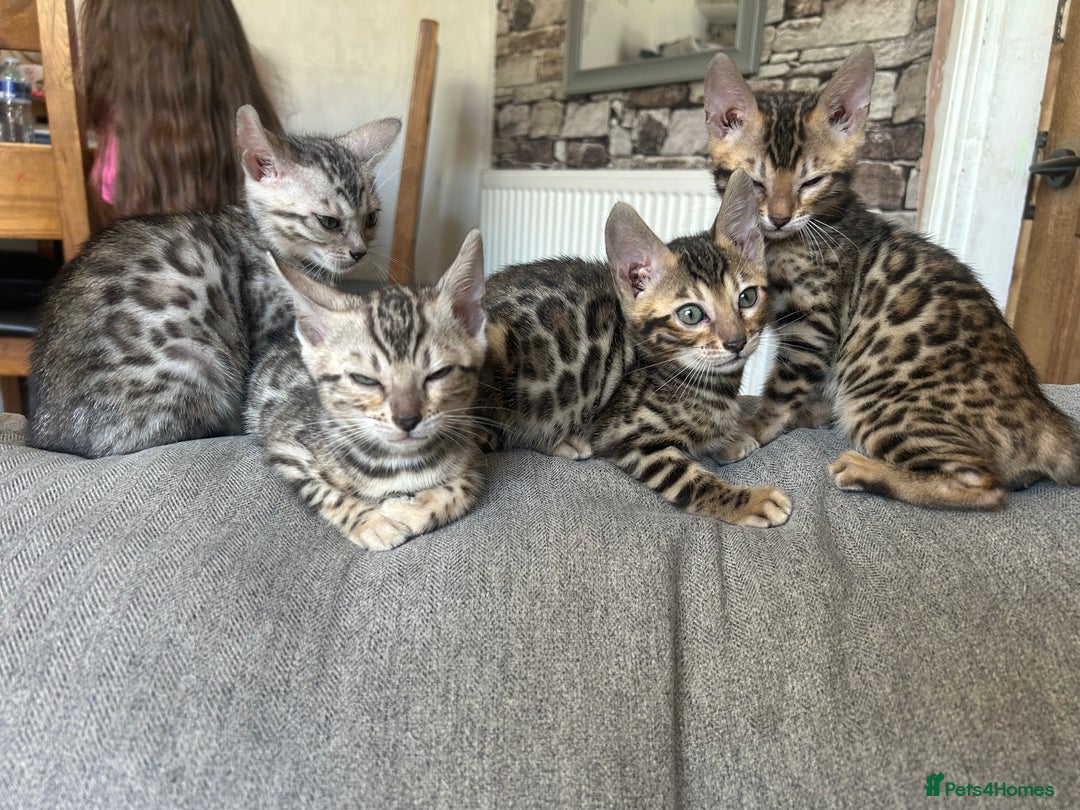 Bengal cats for sale: 5 Stunning Bengal girls ready for their new homes - Image 10