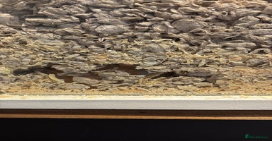 Hamster rodents - Advert 6