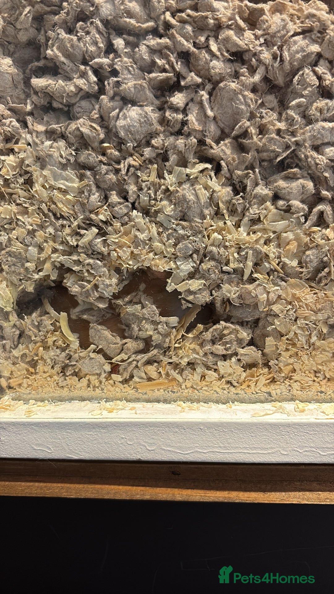 Hamster rodents for sale: George the Syrian Hamster (includes cage etc…) - Image 3