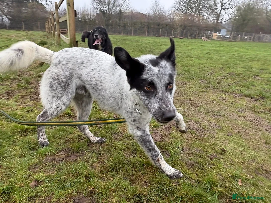 Mixed Breed dogs for adoption: Cessil - Norwich Norfolk  - Advert 20