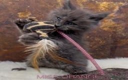 Maine Coon cats for sale: Championship bloodline GCCF Maine Coon kittens - Image 2