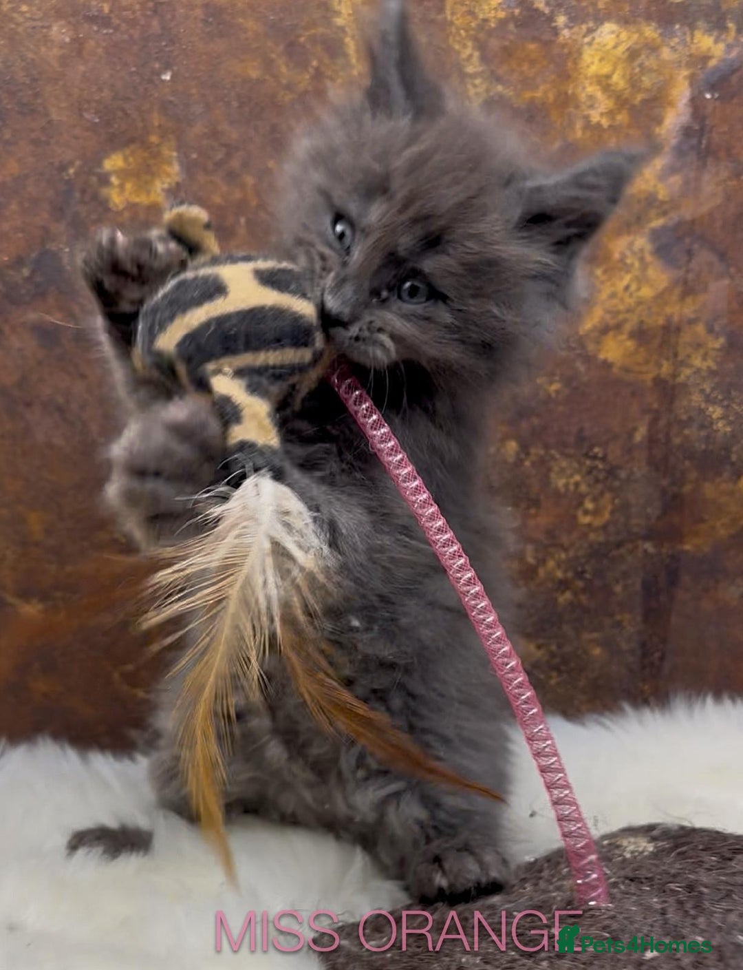 Maine Coon cats for sale: Championship bloodline GCCF Maine Coon kittens - Image 2