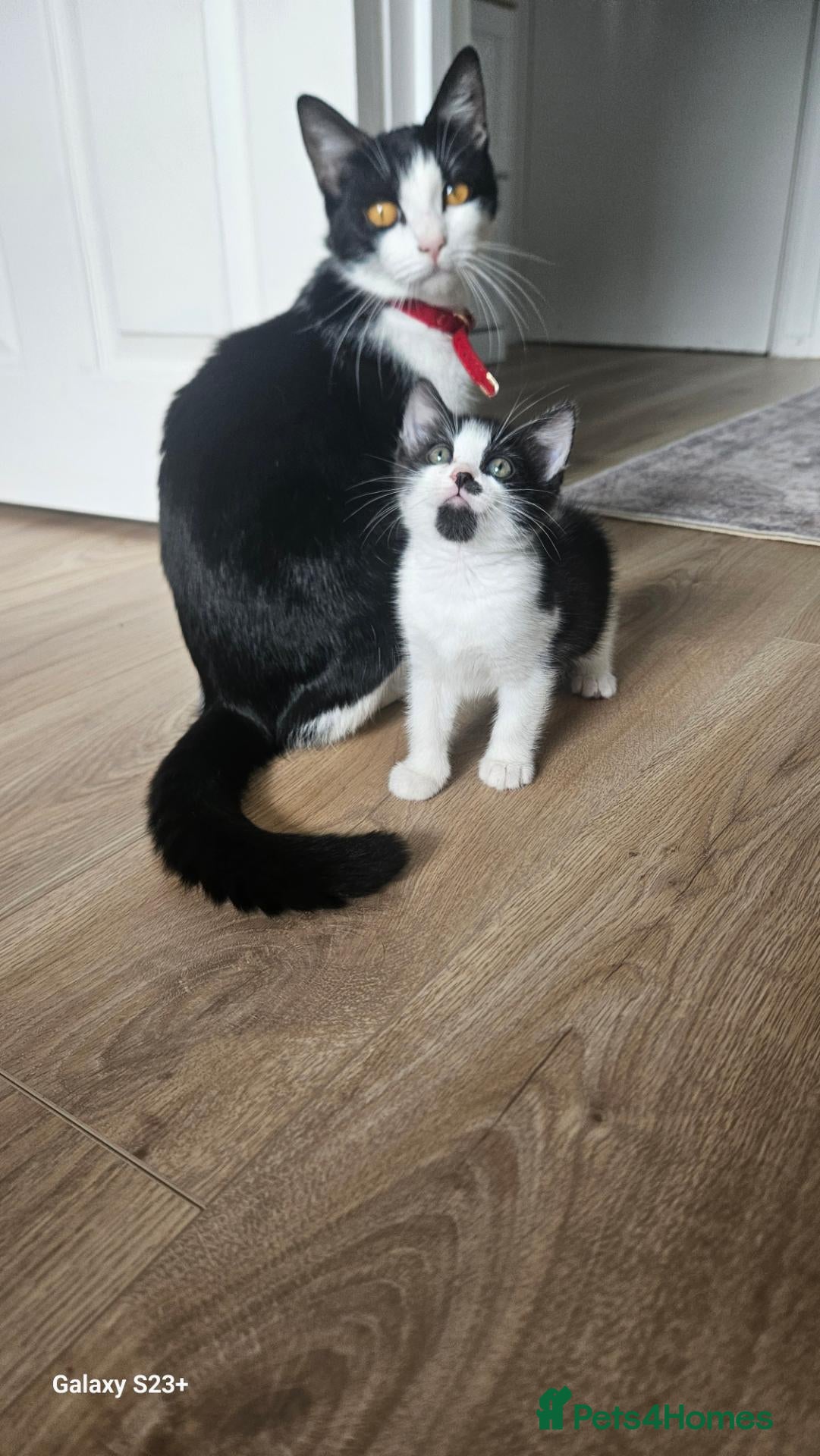 Mixed Breed cats One boy for sale - Advert 2