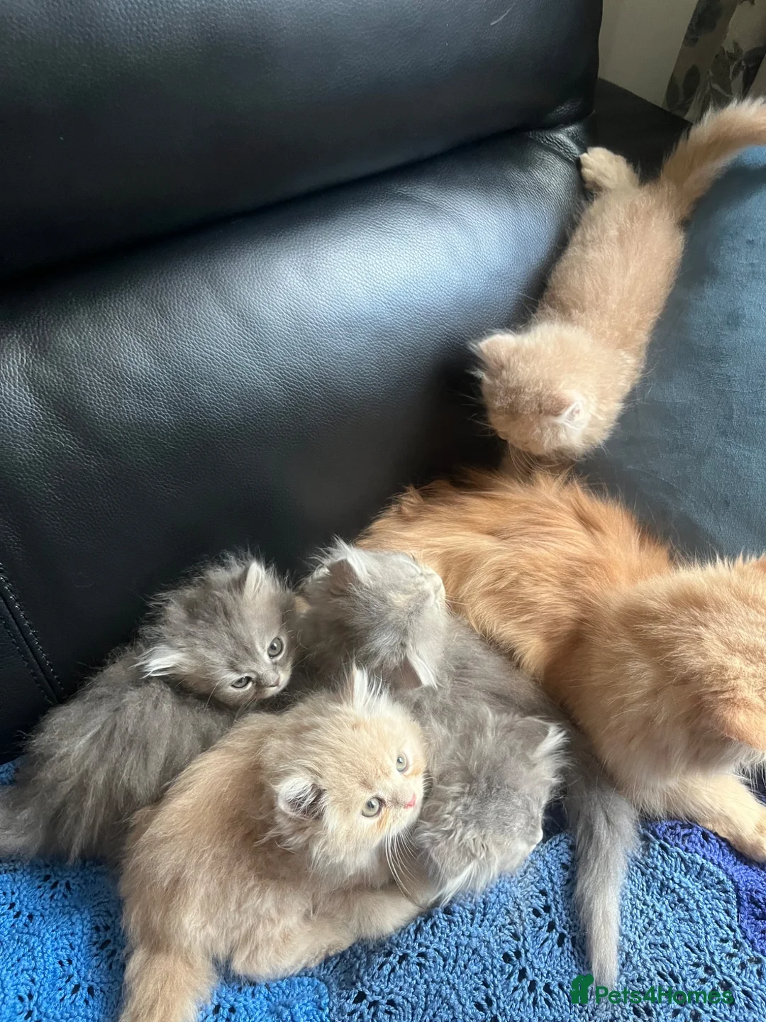Persian cats for sale: 5 Beautiful Persian Kittens 💕🐾💙 - Advert 6
