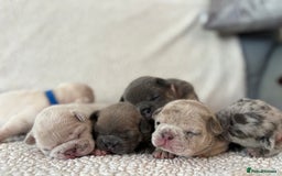 French Bulldog dogs for sale: French bulldog pedigree litter - Image 21