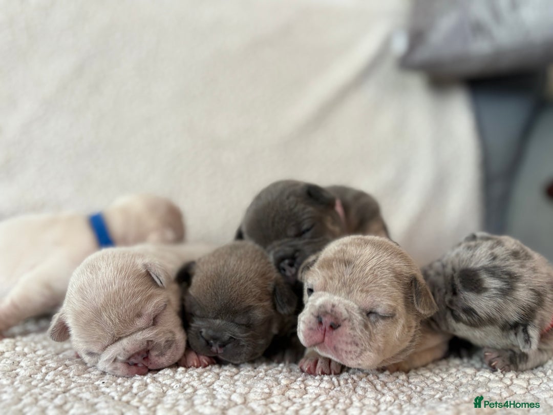 French Bulldog dogs for sale: French bulldog pedigree litter - Image 21