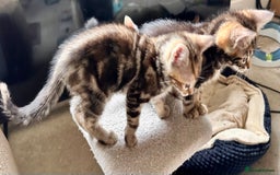 Mixed Breed cats for sale: Adorable bengal & tabby mix kittens - Image 13