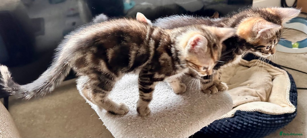 Mixed Breed cats for sale: Adorable bengal & tabby mix kittens - Image 13