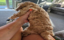 Cockapoo dogs for sale:  7 week old Cockapoos 2 girls ( both sold)  1 boy  - Image 6