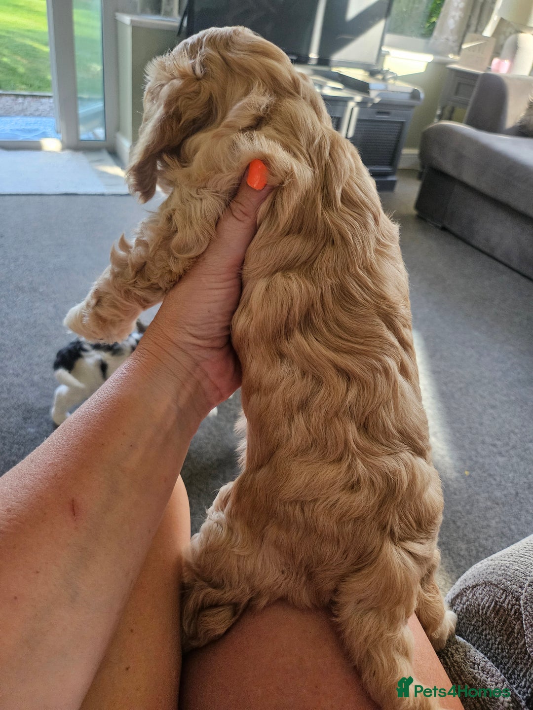 Cockapoo dogs for sale:  7 week old Cockapoos 2 girls ( both sold)  1 boy  - Image 6