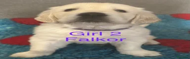 Falkor - Purple - Girl 2