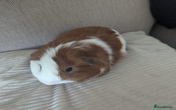 Guinea Pig rodents for sale: 2 Male Guinea Pigs - Image 9