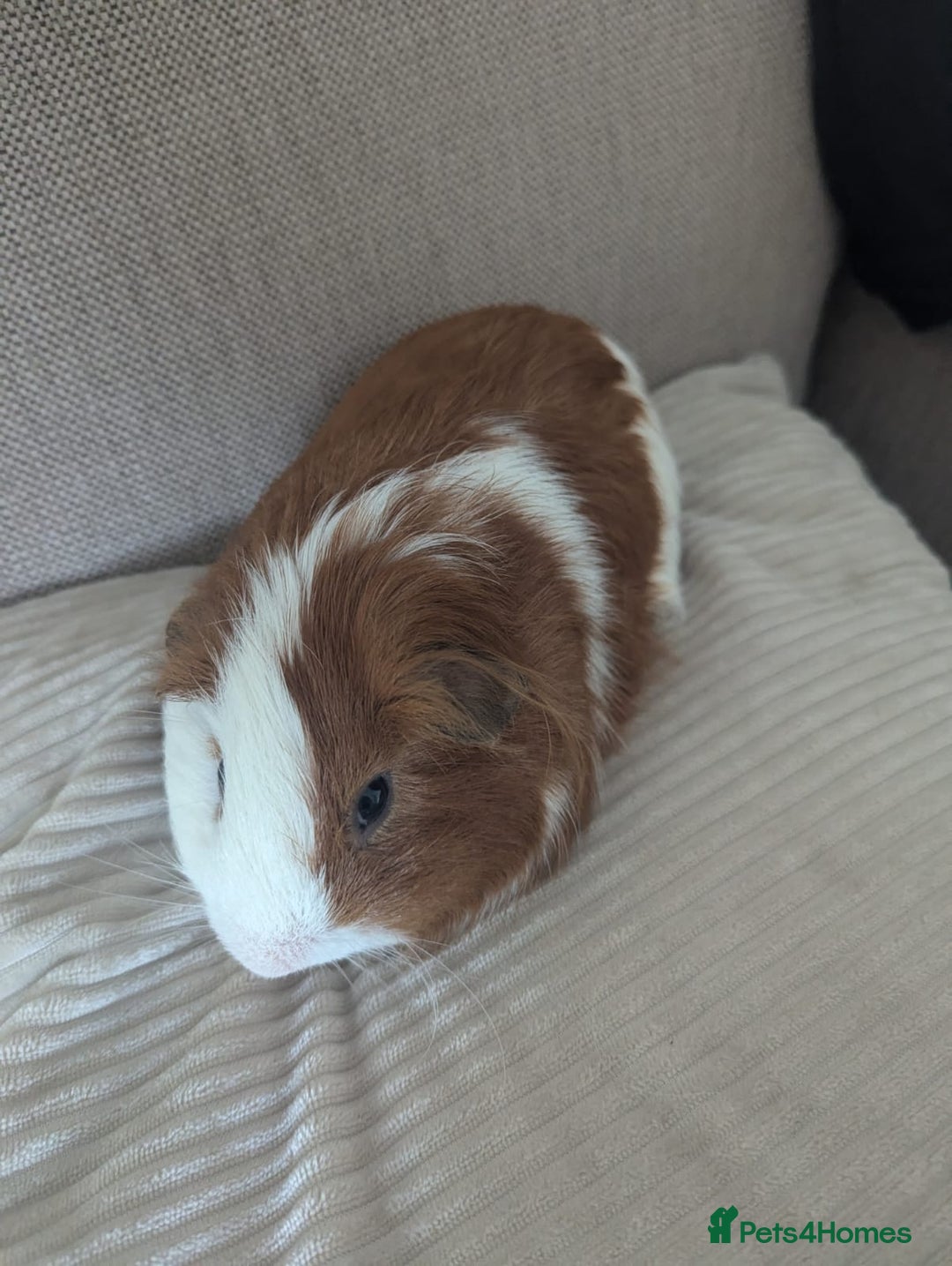 Guinea Pig rodents for sale: 2 Male Guinea Pigs - Image 9