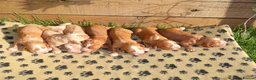 Cocker Spaniel dogs for sale: Beautiful Cocker spaniel puppies (working) - Advert 14