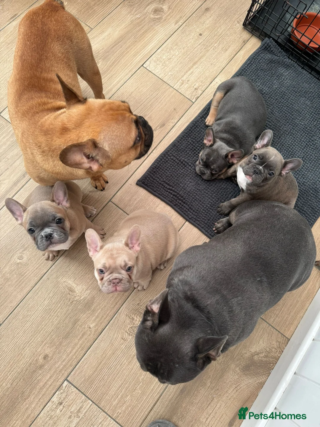 French Bulldog dogs for sale: French Bulldog Puppy – Last One Available - Advert 7