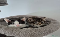 Mixed Breed cats for sale: Ragdoll x £300 Tabby and ginger £150 black & white - Image 10