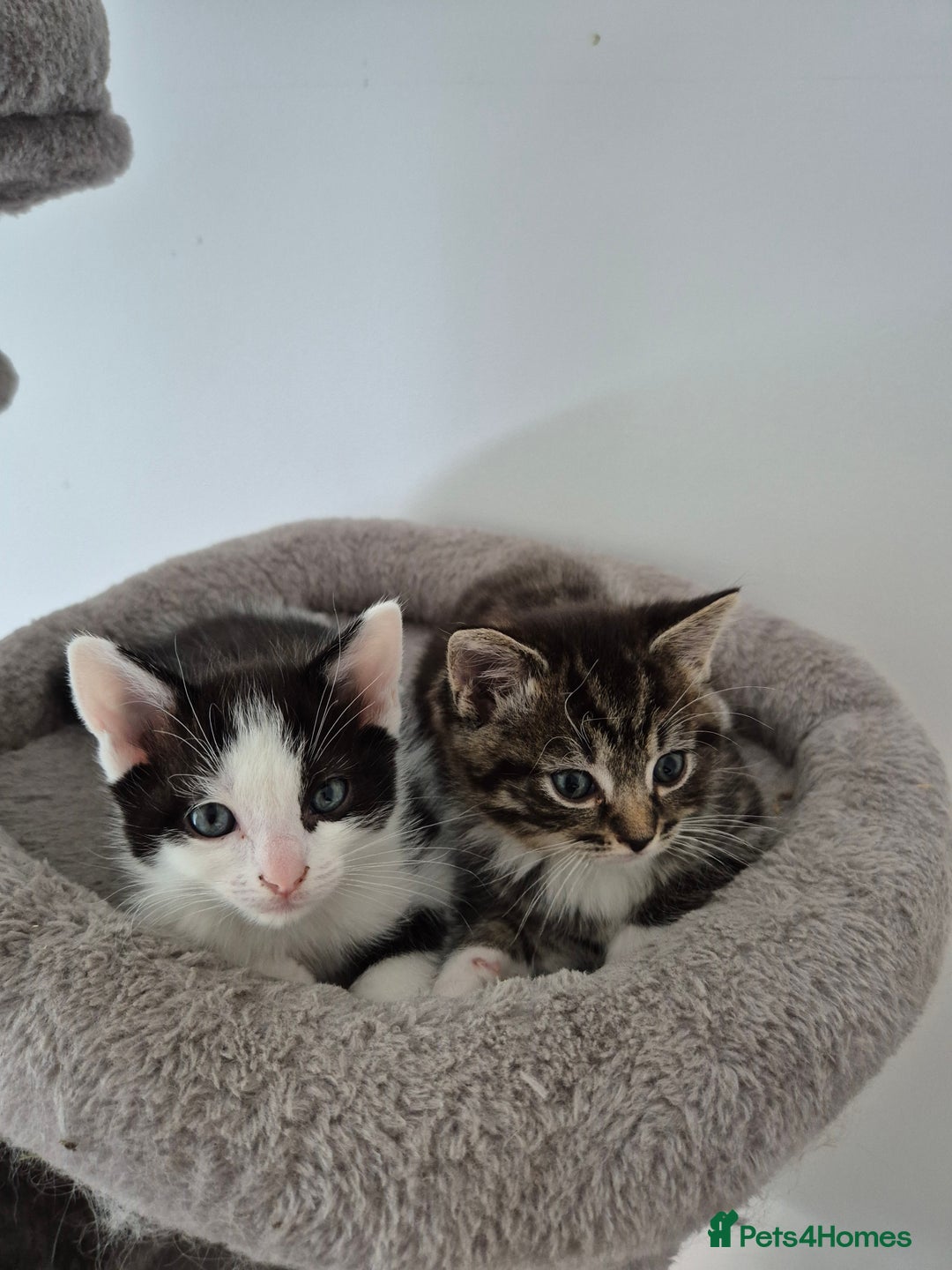 Mixed Breed cats for sale: Ragdoll x £300 Tabby and ginger £150 black & white - Image 10