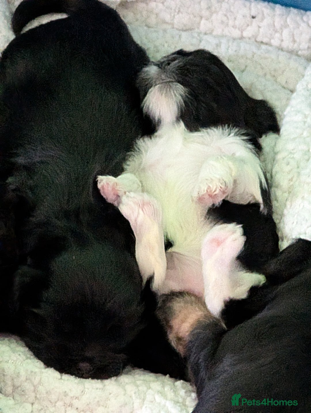 Mixed Breed dogs for sale: Beautiful Shi Tzu Puppies for sale.  - Advert 10