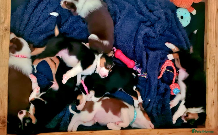 Border Collie dogs - Advert 1