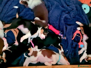 Border Collie dogs for sale - Advert 1