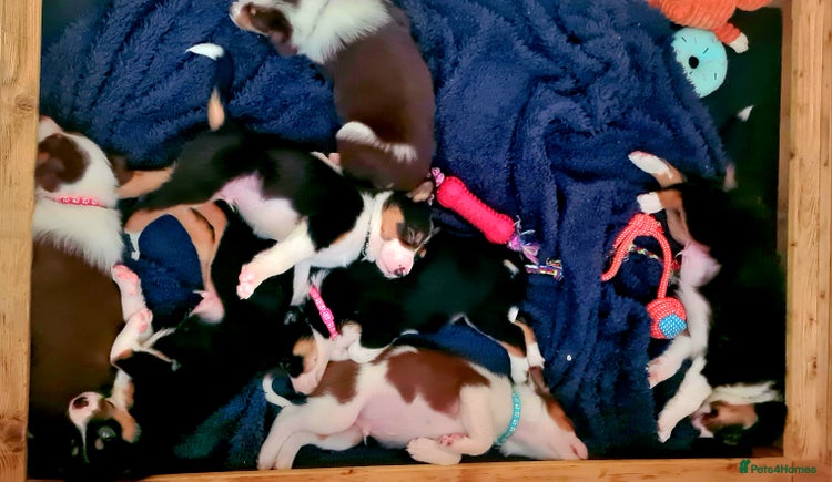 Border Collie dogs - Advert 1