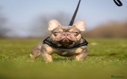 French Bulldog dogs for sale: Beautiful Quality Females Ready To Leave Soon - Image 6