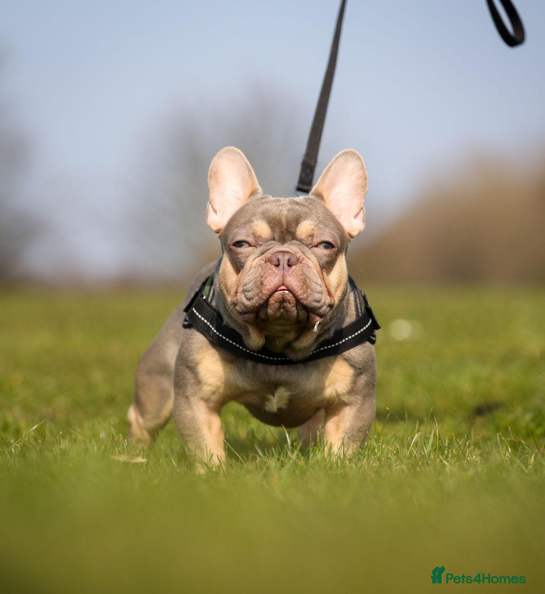 French Bulldog dogs for sale: Beautiful Quality Females Ready To Leave Soon - Image 6