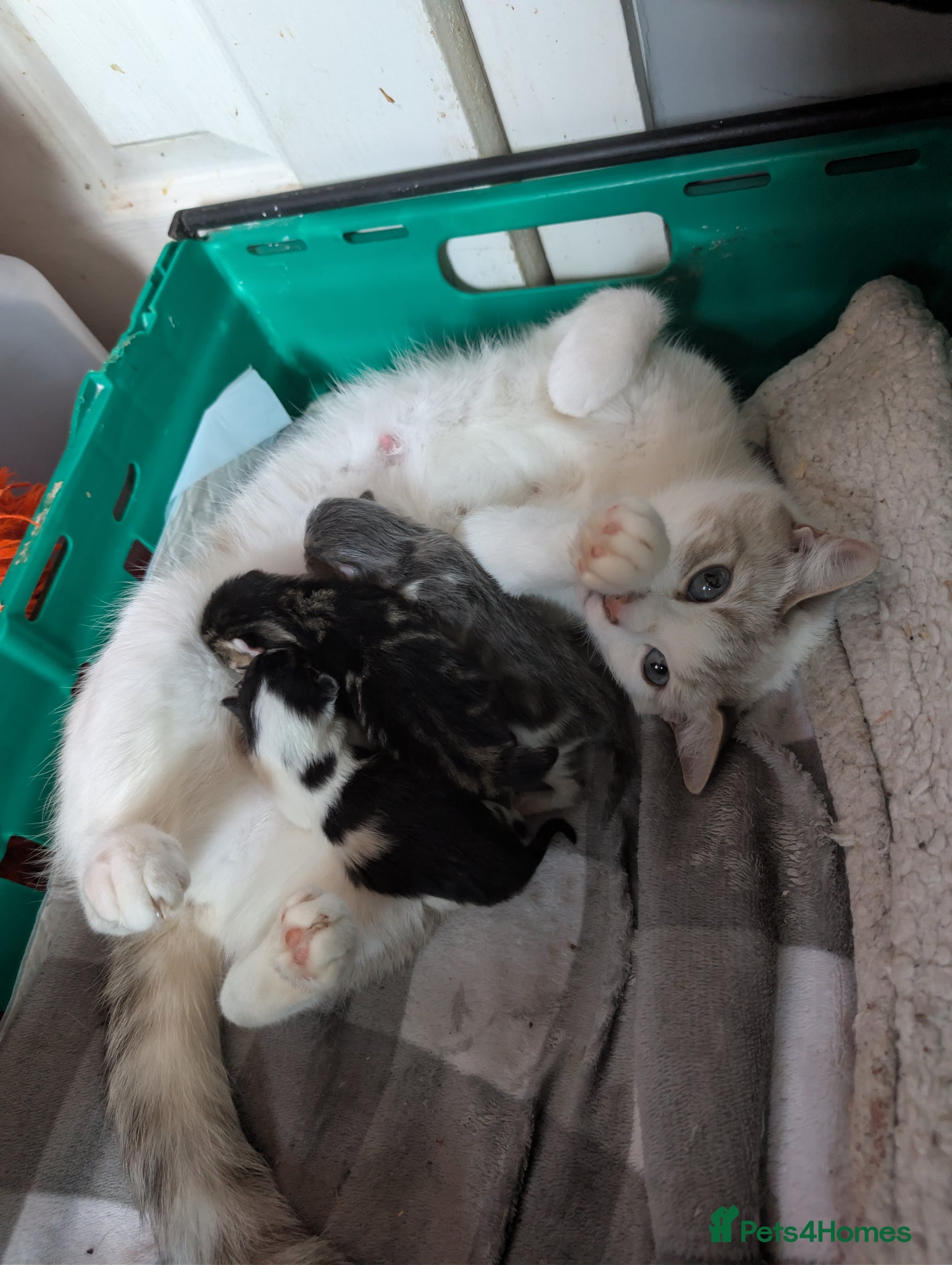 Mixed Breed cats 4 kittens (mother is a snow Bengal x Russian Blue - Advert 2
